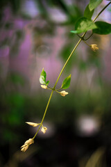 Minimalist Botanical Close-Up with Blurred Pink Hues, Gentle Wildflower Blooming in Pastel Surroundings, Tiny White Blossoms with Dreamy Pink Backdrop