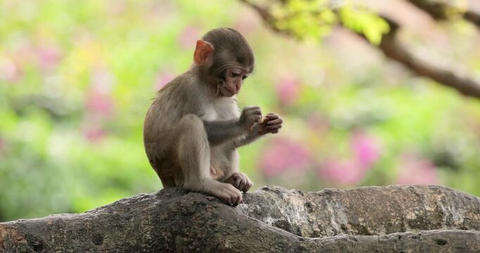 Macaques in nature. Macaques constitute a genus (Macaca) of gregarious monkeys. Macaques are found in a variety of habitats throughout the Asian continent and are highly adaptable.