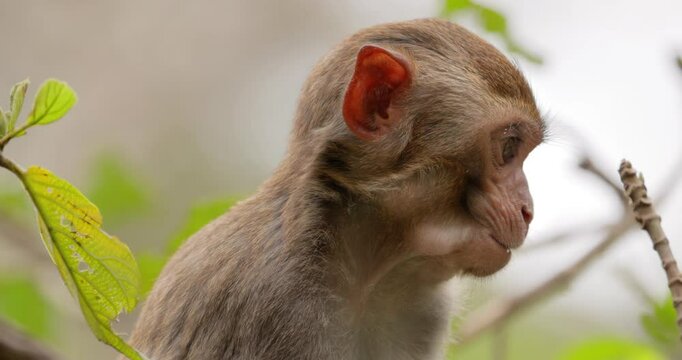 Macaques in nature. Macaques constitute a genus (Macaca) of gregarious monkeys. Macaques are found in a variety of habitats throughout the Asian continent and are highly adaptable.