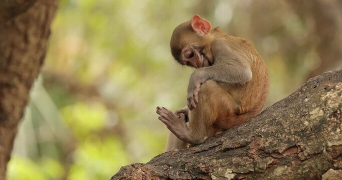Macaques in nature. Macaques constitute a genus (Macaca) of gregarious monkeys. Macaques are found in a variety of habitats throughout the Asian continent and are highly adaptable.