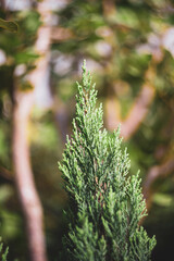Juniperus chinensis ability to grow in challenging conditions also contributes to soil stabilization on slopes and degraded lands.
In East Asian cultures