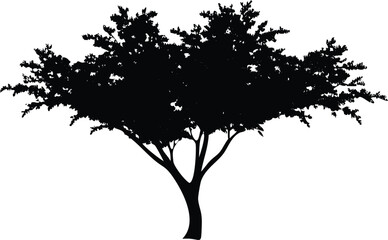 Tree Silhouette Isolated Against White Background Simple and Elegant