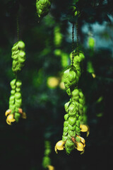  Gmelina philippinensis leaves have thinly leathery blades that are egg-shaped to elliptic to drop-shaped, green above, pale green below, and 5&ndash;8 by 3 cm.The flowers Gmelina philippensis Cham are yell
