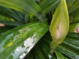 close-up of developing lily buds, popping in and out among the lush green leaves of the fragrant...