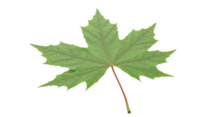 Isolated Green Maple Leaf with Red Stem