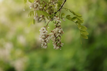 fiori di acacia in primavera