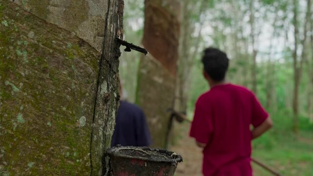 Indonesian farmers are working on the rubber tree plantation. Farmers are tapping rubber tree by making incisions on the tree bark