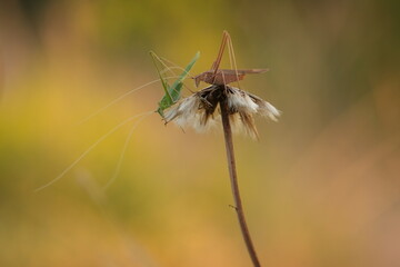 due cavallette su un fiore di dente di leone
