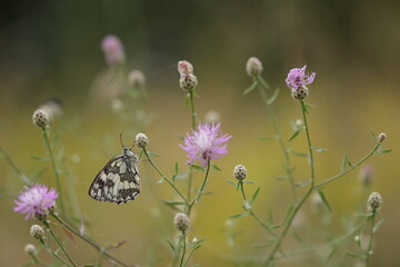 una farfalla melanargia galathea in estate