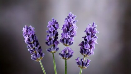 Obraz premium 美しいラベンダーの花畑