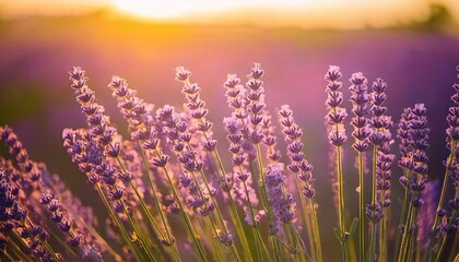 Naklejka premium ラベンダーの花の風景、フォトジェニックで美しい花