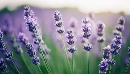 Obraz premium ラベンダーの花の風景、フォトジェニックで美しい花