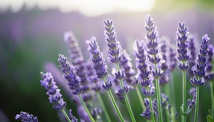 Obraz premium ラベンダーの花の風景、フォトジェニックで美しい花