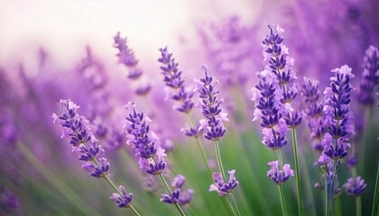 Obraz premium ラベンダーの花の風景、フォトジェニックで美しい花