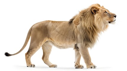 This image features a full-body shot of a male lion walking