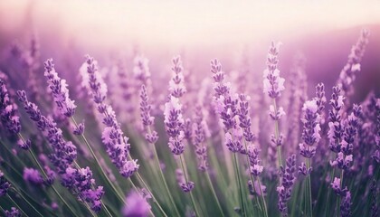 Naklejka premium ラベンダーの花の風景、フォトジェニックで美しい花