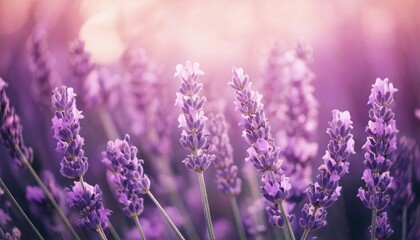 Fototapeta premium ラベンダーの花の風景、フォトジェニックで美しい花