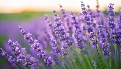Fototapeta premium ラベンダーの花の風景、フォトジェニックで美しい花