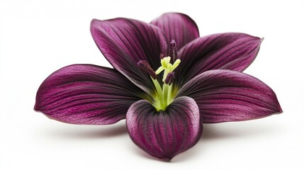 Close-up of a dark purple flower on white background. Possible use Stock photo for floral design, beauty products, or greeting cards