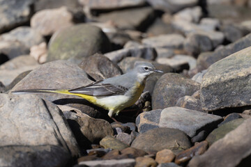 Grey Wagtail, foraging amongst stones in a river