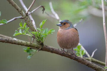 Male Chaffinch, Fringilla Coelebs, perched on a branch