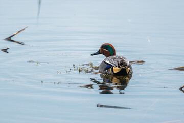 Male teal, Anas creca, swimming on a lake