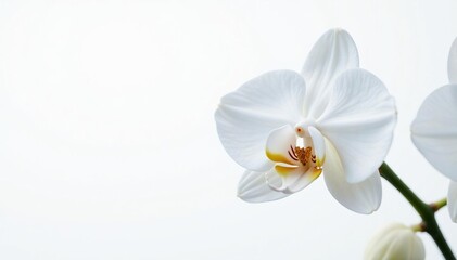 Fototapeta premium Delicate white orchid blossom against pure white backdrop, delicate, spring, peaceful