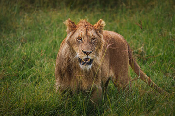 A lioness with golden fur and light eyes roams through the dense grass in Ngorongoro Crater in Tanzania, Africa