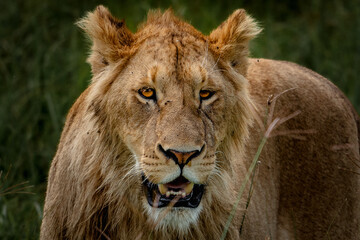 Close-up of a lioness, a lioness with golden fur and light eyes roaming through the dense grass in Ngorongoro Crater in Tanzania AfricaA lioness with golden fur and light eyes roaming through the dens