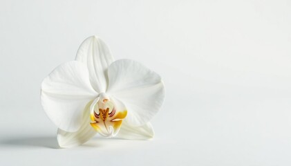 Obraz premium Delicate white orchid blossom on pure white backdrop, background, orchid