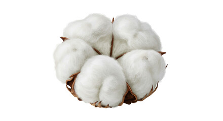 Isolated White Cotton Flower