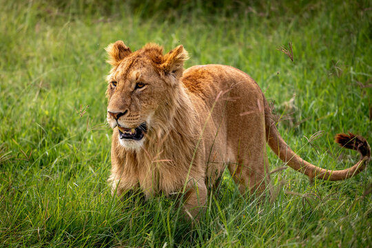 Eine L&ouml;win streift durch das hohen Gras und im Ngorongoro Krater in Tansania, aufgenommen auf einer Safari in Afrika