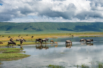 Eine Herde Gnus duchquert einen seichten See in mitten des Grasland des Ngorongoro Krater in Tansania, Afrika, der Kraterrand und darüber dichte Wolken sind zu erkennen © Lars