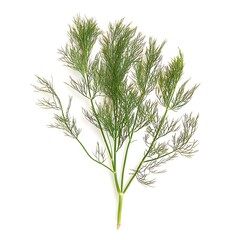 Obraz premium Fresh Fennel Bulb with Feathery Green Tops, Isolated.