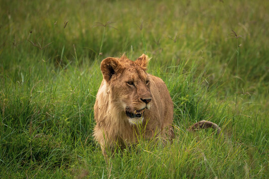 Eine L&ouml;win streift entspannt im hohen Krass im Ngorongoro Krater in Tansania 