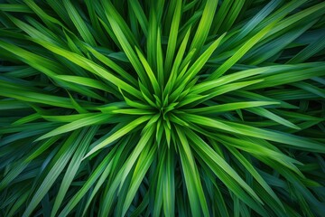 Beautiful Green Plant Blades Radiating From A Central Core