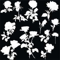 eleven white rose straight silhouettes isolated on black