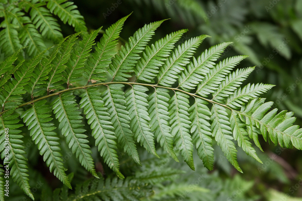Poster close-up view of a fern leaf gently unfolding in a lush forest setting