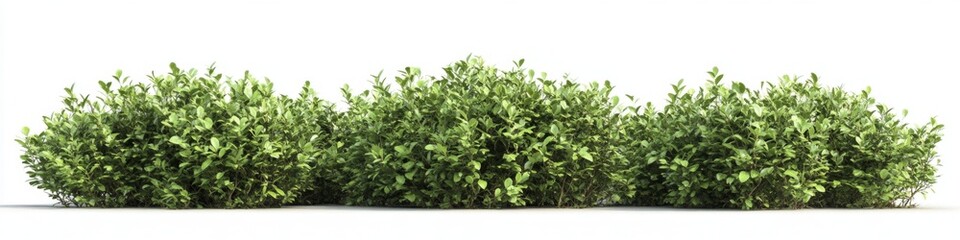 Obraz premium Three bushes on white background