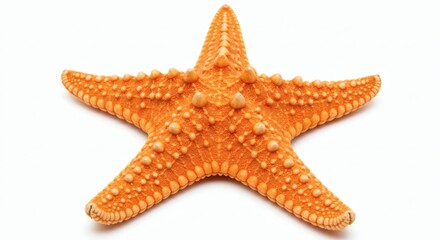 Orange Starfish isolated on white
