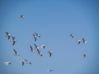 Flying black-headed gulls (Chroicocephalus), photographed in Houmt Souk.