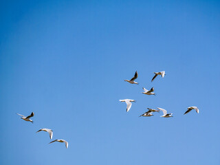 Flying black-headed gulls (Chroicocephalus), photographed in Houmt Souk.