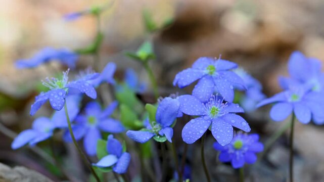beautiful spring flowers Hepatica nobilis