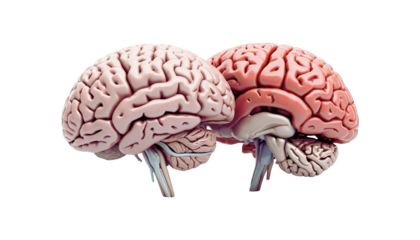 3D illustration of a human brain isolated on white background