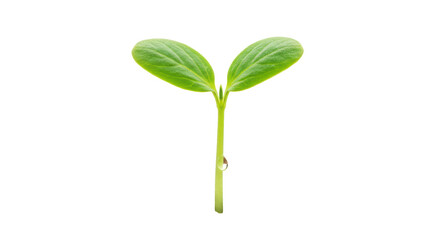 Isolated Young Seedling Sprout with Two Green Leaves