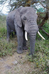 Male African bush elephant in forest in Ngorongoro in TANZANIA - vertical