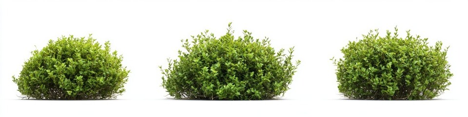 Obraz premium Isolated green bushes on white background