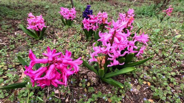 Dutch hyacinth - Hyacinthus orientalis, Bulbous plant blooming with red flowers in spring in the garden, Ukraine
