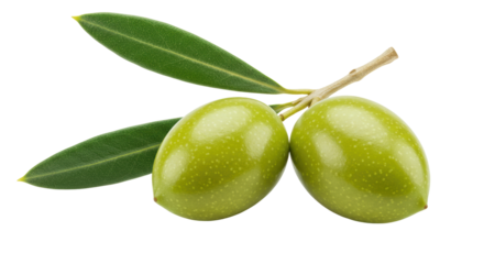 Isolated Fresh Green Olives on Branch with Leaves