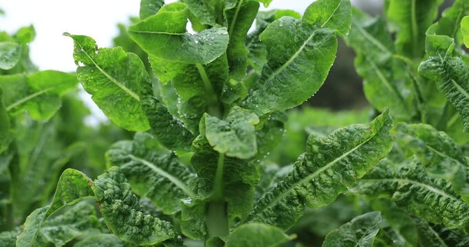 Green stem lettuce crops in garden